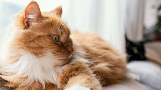 Understanding Pet Behavior: Decoding Your Companion's Signals