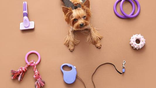 Winter Wonderland: Must-Have Accessories For Your Pets